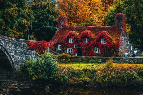 Casa cubierta de plantas rojas