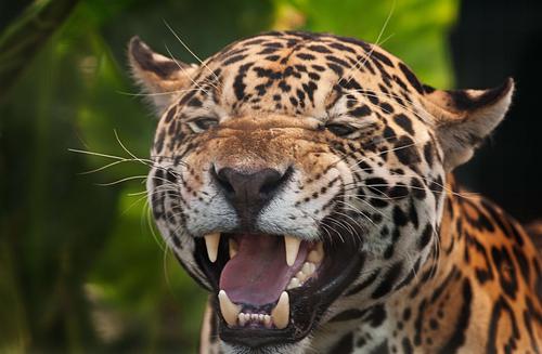 Jaguar growling