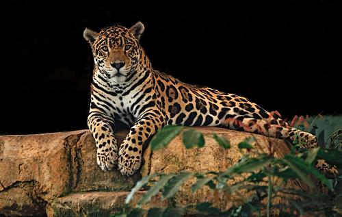 Jaguar resting