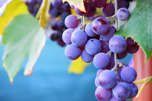 Juicy grapes