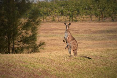 Kangaroo with kid in pouch