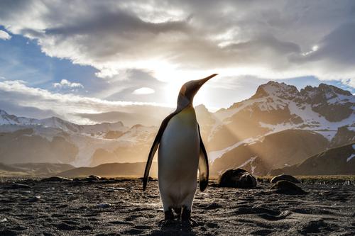 King penguin with the sun behind