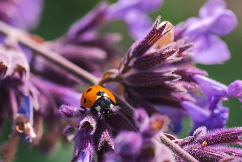Ladybird in a purple flower