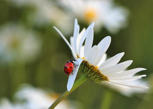 Mariquita en una flor blanca