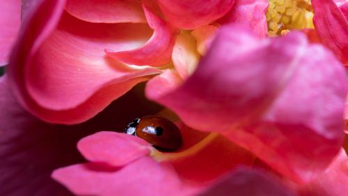 Ladybug hiding in flower petals