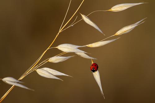 Ladybug in a field