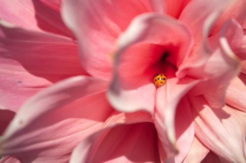 Mariquita en una flor rosa