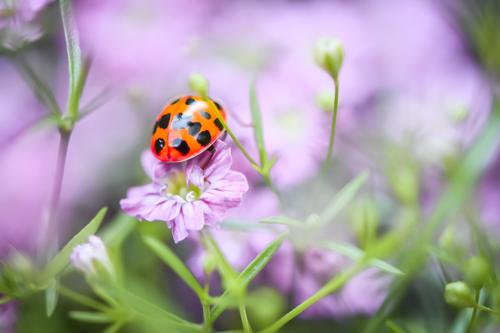 Ladybug in a purple flower
