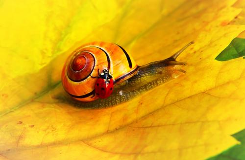 Ladybug in a snail