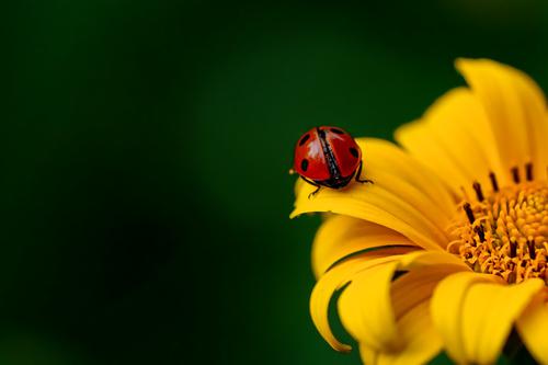 Ladybug in a yellow flower