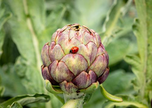 Ladybug in an artichoke