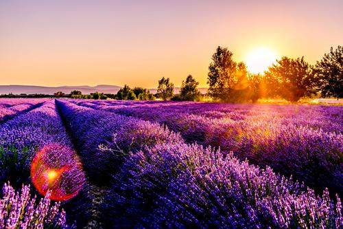 Lavender field in Drôme, France