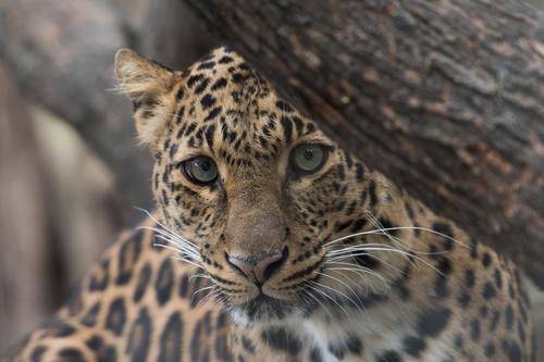 Leopard taking a peek