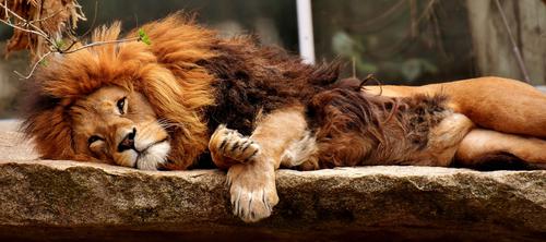 Lion lying down