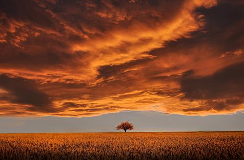 Lonely tree under an orange sunset