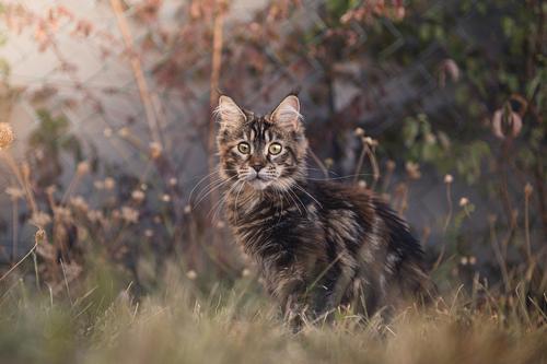 Maine Coon outdoors