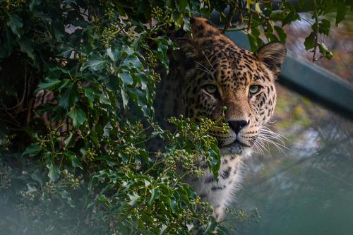 Jaguar macho en Holanda