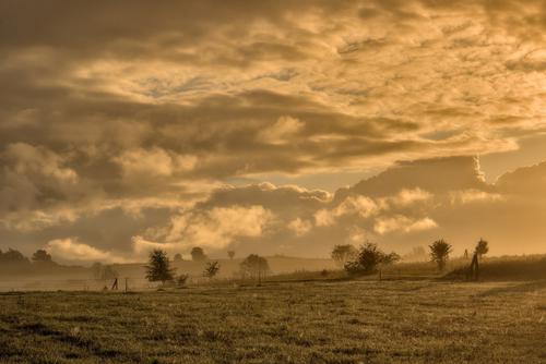 Morning in the meadow