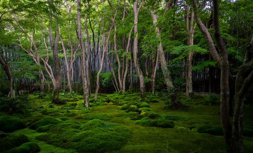 Jardín de musgo, Kioto
