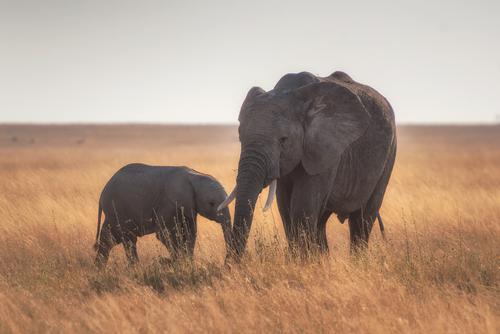 Mother and baby elephants in Serengeti