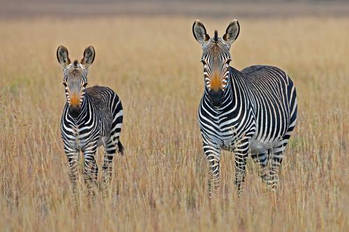 Mamãe zebra e sua cria