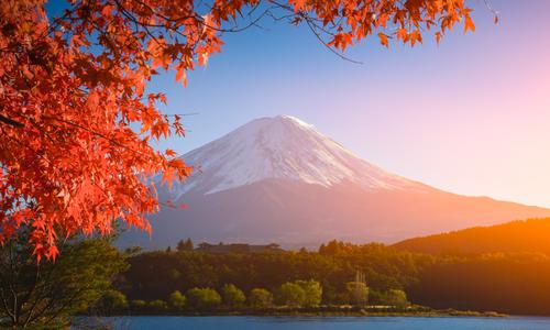 Mount Fuji framed by maple leaves