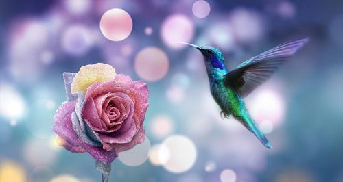 Rosa multicolor y colibrí