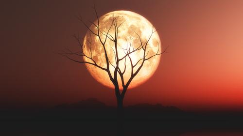 Viejo árbol enmarcado por la luna