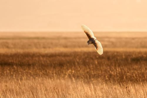 Owl in a meadow