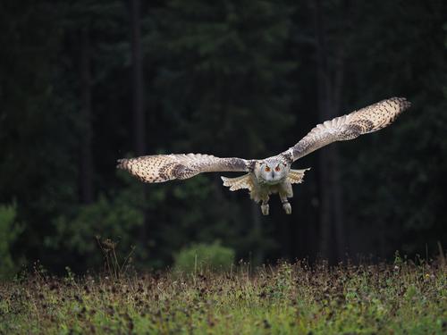 Owl preparing to land