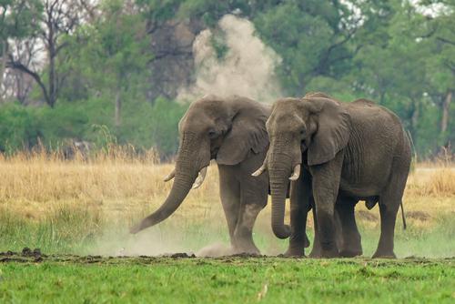 Pair of African elephants