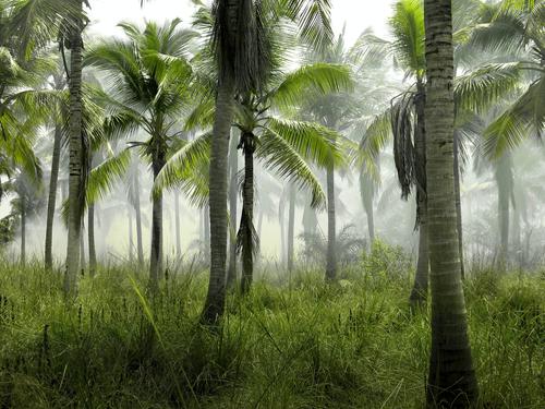 Palm tree forest