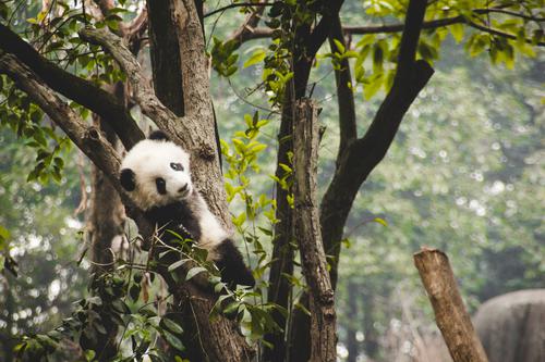 Panda cub on a tree
