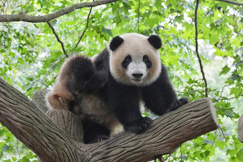 Panda en un árbol