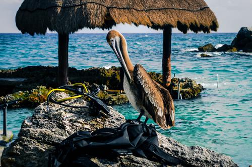 Pelican Diver, Cancún