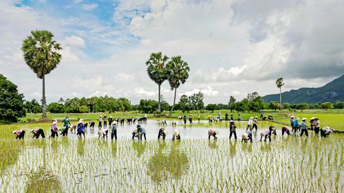 People Planting Rice, An Giang