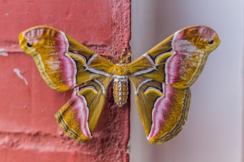 Pink and yellow butterfly