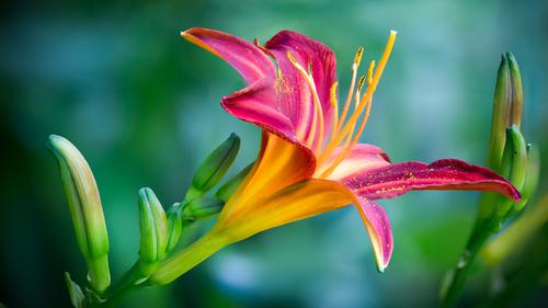 Pink and Yellow Lily Flower