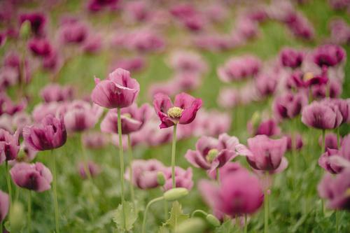 Pink poppies