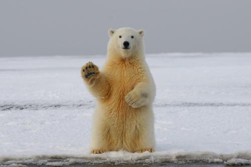 Urso polar acenando