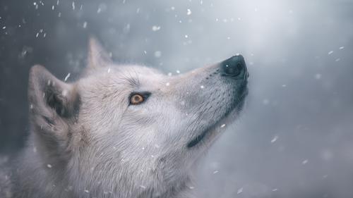 Polar wolf head closeup