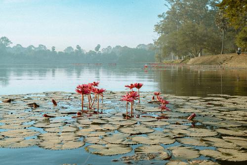 Pond Lilies in Cambodia