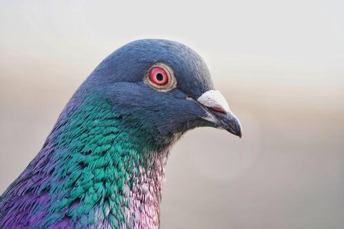 Profile of a pigeon