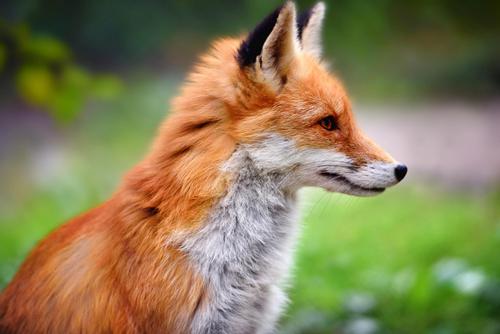 Profile of a red fox