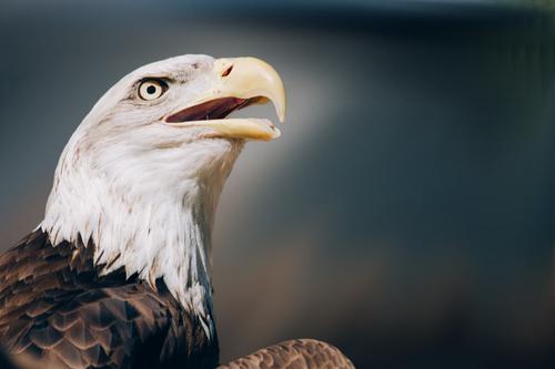 Perfil de un águila calva americana