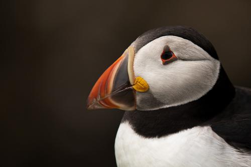 Puffin from up close