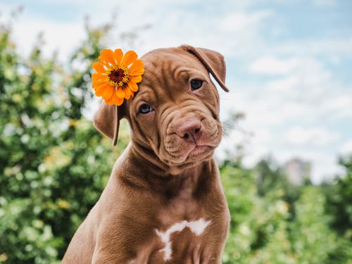 Cachorro com flor