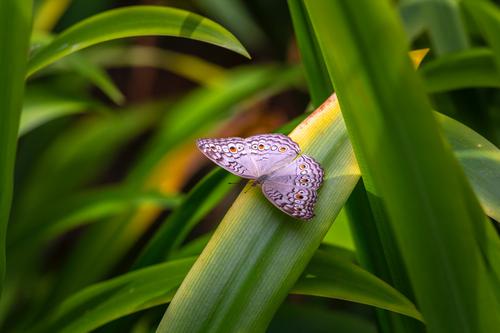 Purple butterfly in Thailand
