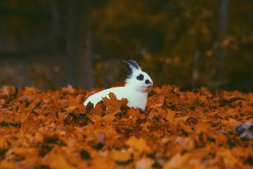 Rabbit surrounded by brown leaves
