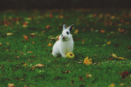 Rabbit with an apple